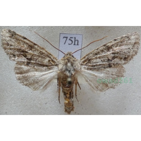 Dryobotodes eremita (Fabricius, 1775) Czech75h
